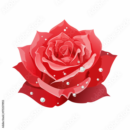 Rote Rose mit Tauperlen – klassisches Blumenporträt