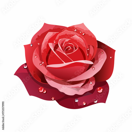 Rote Rose mit Tauperlen – klassisches Blumenporträt