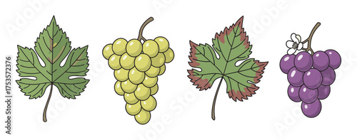 Illustrated grapevine leaves and grape clusters in yellow and purple hues, showcasing diverse characteristics of vineyard produce.