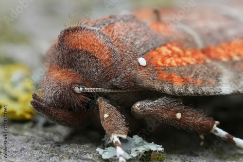 Fotografía Extreme detailed closeup on the European herald owlet moth, Scoliopteryx libatri