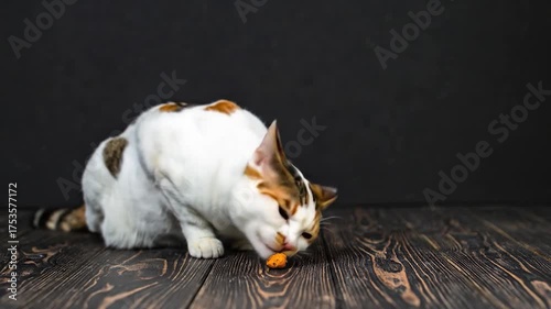 A calico cat intently sniffs a small orange treat on a dark wooden floor against a plain background