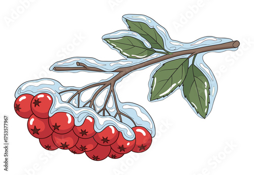 Detailed illustration of a snow-covered branch with clusters of vibrant red berries and green leaves.