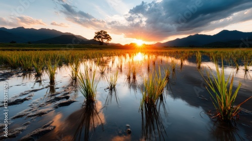 A beautiful sunset casts a golden hue over lush green rice fields reflecting the tranquil beauty of nature in a peaceful landscape bursting with vibrant colors.