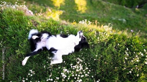 A happy black and white dog rests on its back in lush green grass with white wildflowers, enjoying the sun