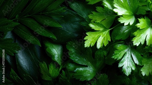 A beautiful array of vibrant green leaves on a dark background, showcasing the rich textures and colors of nature's diverse plant life in an artistic display.