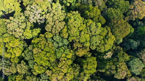 Aerial view of a vibrant, dense forest canopy with varied green hues, showcasing lush nature