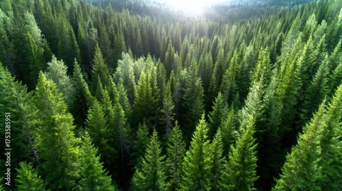 A stunning aerial view of a lush green forest filled with towering trees and illuminated by soft, ethereal light coming from beyond the treetops, evoking a sense of tranquility.