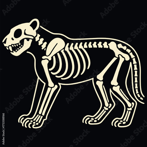 Cute cat skeleton on black background. Funny stylized illustration for Halloween or anatomy learning.