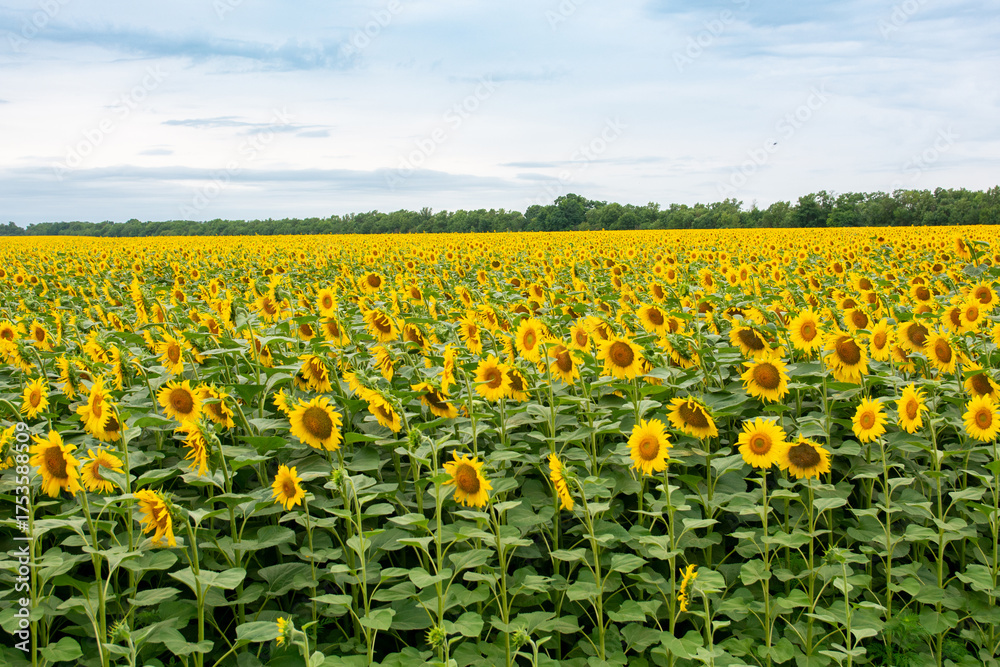 Fototapeta premium Sunny sunflower field. Bright yellow flowers under blue sky