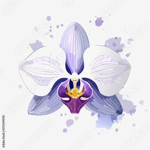 Orchidee in Violett und Weiß – edel und anmutig