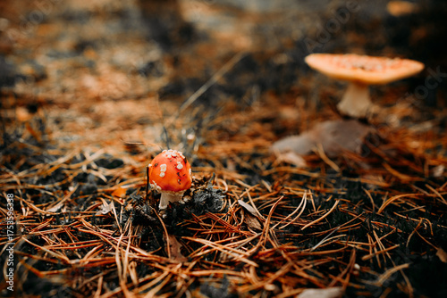 A vibrant red fly agaric mushroom (Amanita muscaria) growing among moss and fallen leaves in a forest. Bright colors and soft natural light create a magical autumn woodland atmosphere