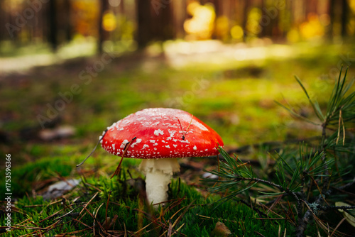 A vibrant red fly agaric mushroom (Amanita muscaria) growing among moss and fallen leaves in a forest. Bright colors and soft natural light create a magical autumn woodland atmosphere