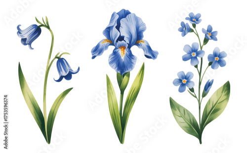 Botanical blue floral watercolor set with elegant spring blossoms. Blue iris and bellflower watercolor illustration.