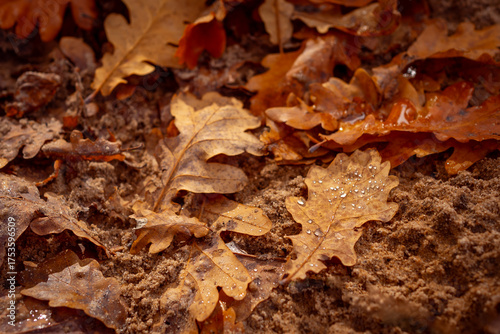 A fallen yellow oak leaf covered with sparkling water droplets glistening in sunlight. Close-up view captures the beauty of autumn nature, warmth, and delicate details of the leaf’s texture.