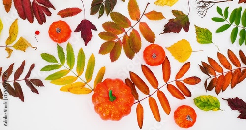 Autumn pattern with a fallen colorful leaves and orange pumpkin on white background. 4K stop motion animation
