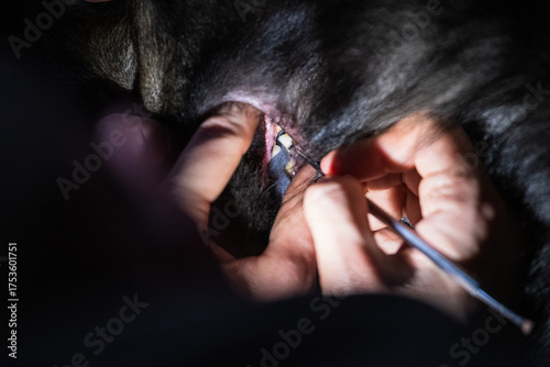 Professional Veterinary Dental Cleaning Procedure on Dog Teeth (Close-Up)