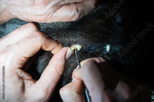 Professional Veterinary Dental Cleaning Procedure on Dog Teeth (Close-Up)