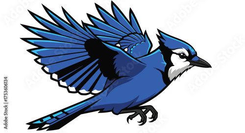 Vector illustration of a blue jay in flight with wings spread