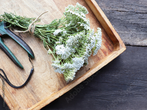 Medicinal plant yarrow  on old wooden table