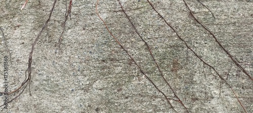 Dry vine roots on aged concrete wall texture. Close-up of thin dry vine roots spreading on an old rough concrete wall, showing natural patterns and weathered texture