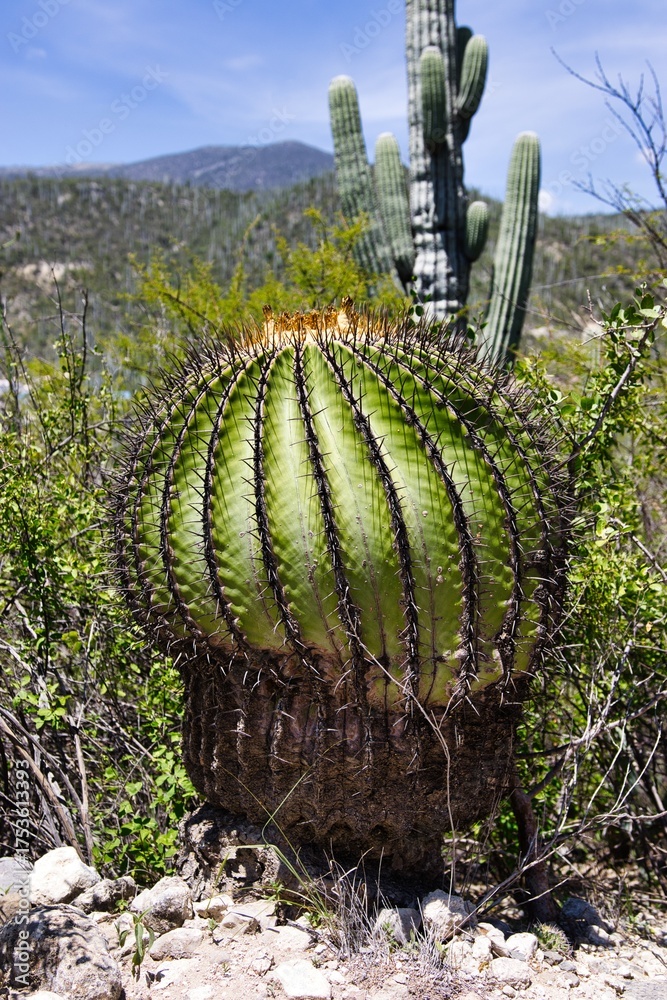 Fototapeta premium A towering saguaro cactus rises from a desert landscape, its spines and green flesh contrasting against the blue sky and surrounding foliage.