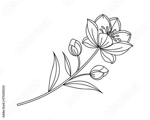 Elegant Flower Line Art Illustration with Buds and Leaves Isolated on White Background for Botanical Designs and Creative Projects