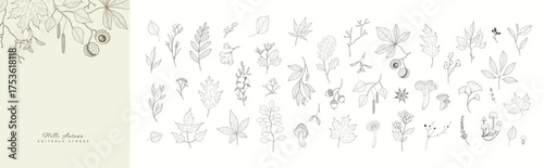Autumn set of different seasonal brunch of plants and fall leaves, mushrooms and berries. Delicate and elegant botanical design elements