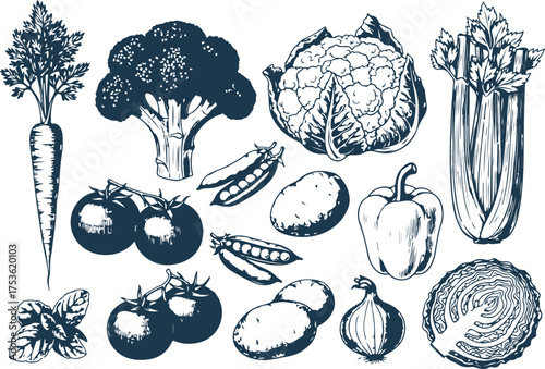 Vector art of collection of fresh vegetables, including broccoli, tomatoes, carrots, and cauliflower