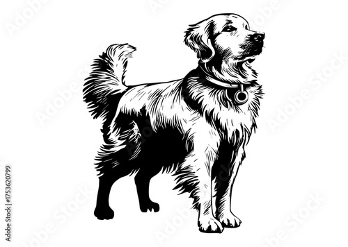 a black and white drawing of a dog with a collarblack, dog, illustration, image, neckband, profile, retriever, stand, tail, white 