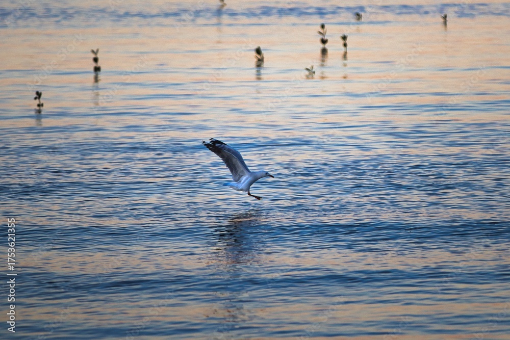 Naklejka premium A seagull takes flight over the tranquil waters at sunset, creating a serene and captivating scene.