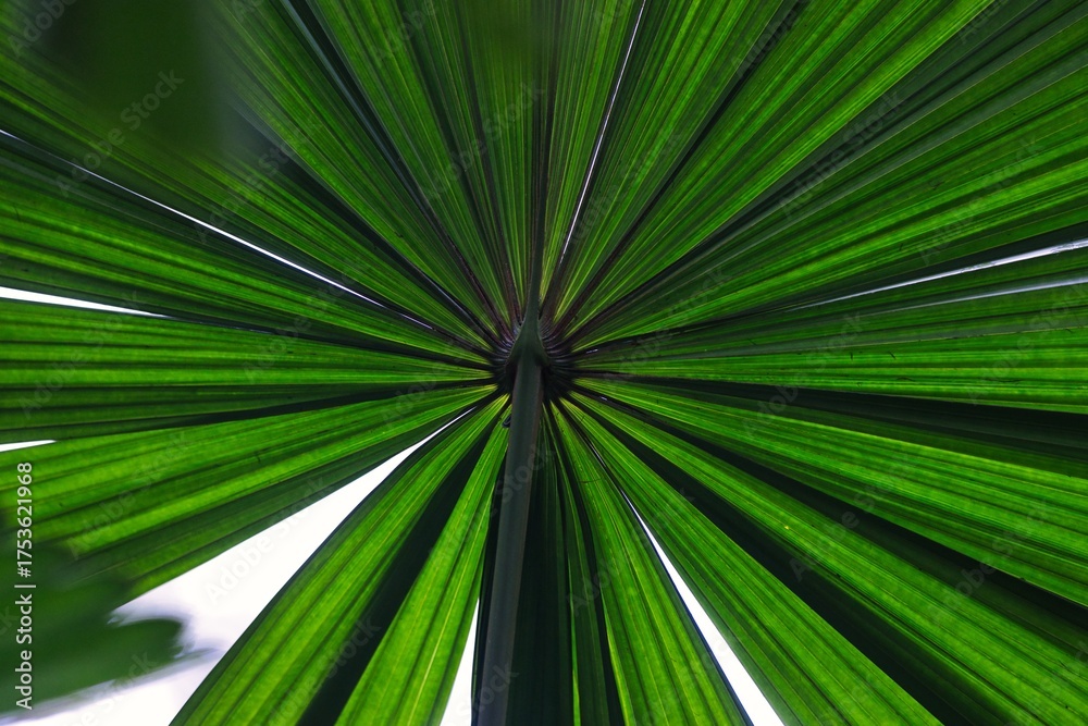 Obraz premium Vibrant green palm fronds radiate outward, creating a mesmerizing abstract pattern.