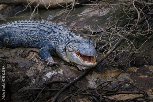Foto Fierce alligator with gaping jaws lurking amongst the twisted branches in a dark, moody swamp