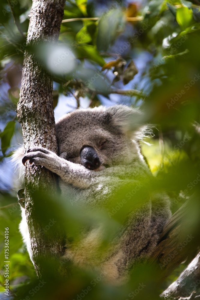 Obraz premium Peaceful koala bear sleeping contentedly on a tree branch amid lush, verdant foliage.