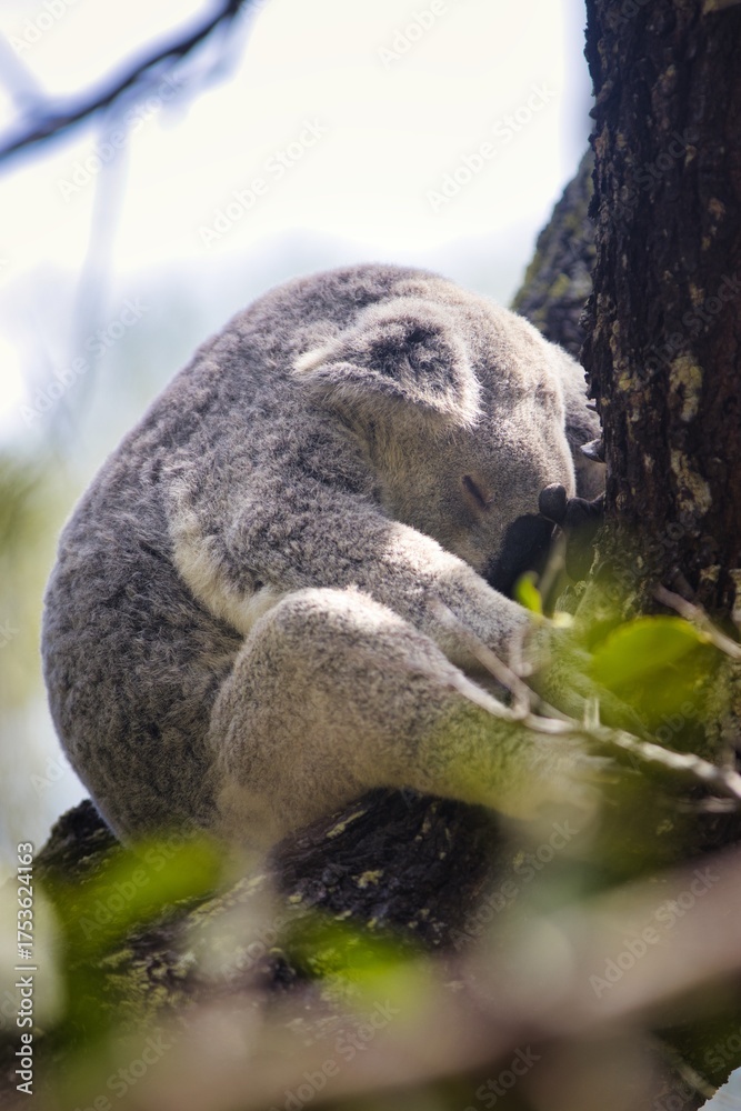 Naklejka premium A sleeping koala clings to a tree trunk in the Australian wilderness.