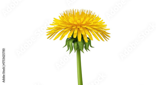 Isolated vivid dandelion flower, bright yellow blooms, green leaves, stem, botanical freshness
