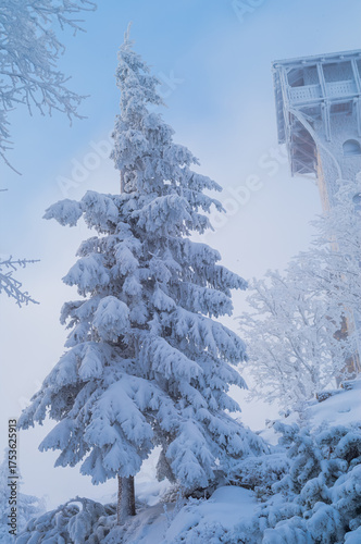 Fototapeta Naklejka Na Ścianę i Meble -  beautiful snow-covered spruce tree in the forest in winter, szklarska poreba, poland.