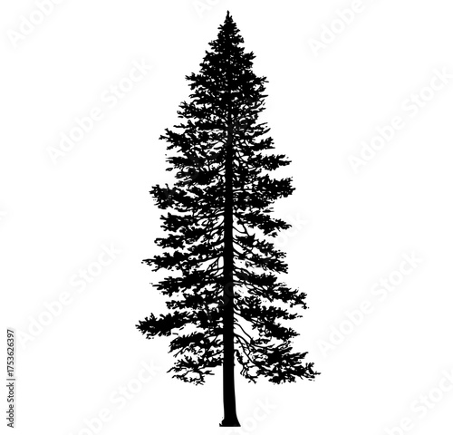 a tall pine tree silhouette on a plain transparent backgroundblack, pine, profile, stand, tree, white 