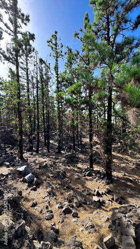 Pine forests against the blue sky. Scenic ascent to Mount Teide, Tenerife