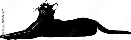 Elegant black cat reclining gracefully looking upwards in a captivating pose