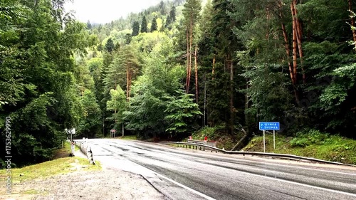 road in the woods