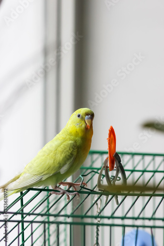 Bright yellow female budgerigar eating carrot on top of cage