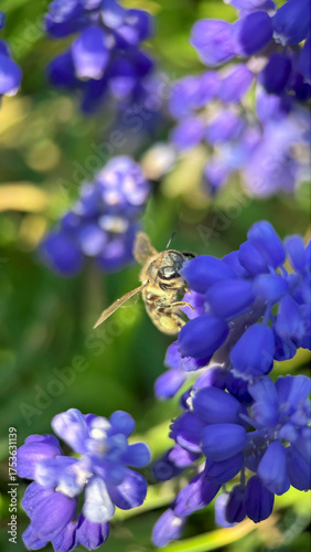A bee that collects nectar from muscari flowers. Armenian Viper Bow. Spring Vibe