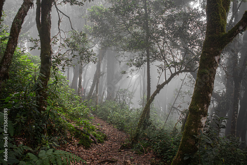 En el bosque se respira aire puro y el clima es fresco