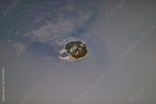 Photography Curious puffer fish emerges from the depths of the ocean, its large eyes and open mouth creating a comical expression
