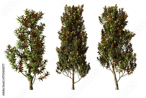 Three Magnolia grandiflora Teddy Bear trees isolated on white background