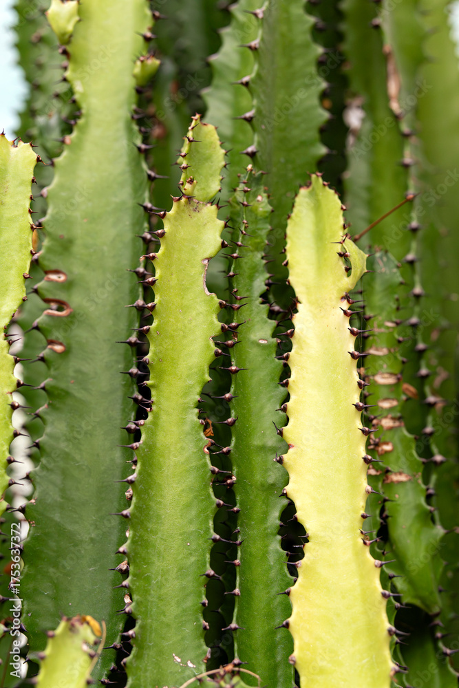 Fototapeta premium Detailed macro shot of a green cactus stem with sharp thorns, showing natural texture and pattern.