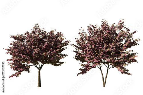 Two Cercis canadensis Forest Pansy trees isolated on white background