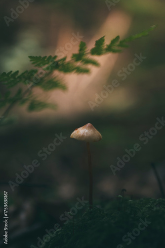 mushroom growing among moss in the forest
