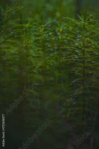 dew drops on small plants
