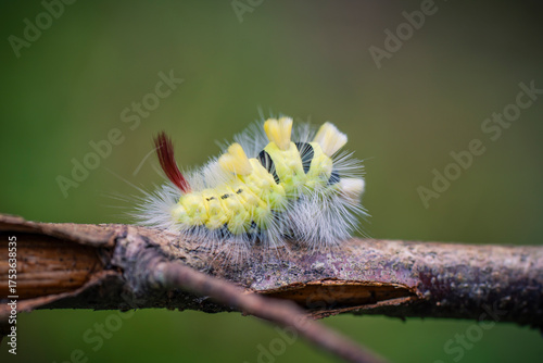 a disgusting and very hairy caterpillar on a branch
